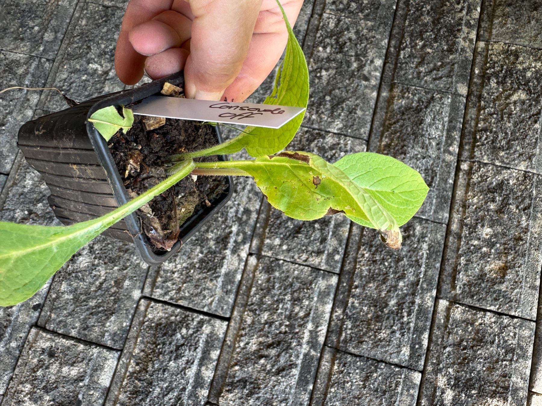Piante & sementi: Consoude officinale petit pot – Usato da Lajoux JU venduto da Briard0 1
