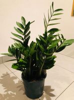 XL Zier Pflanze 50 cm Plante Pianta ZAMIOCULCAS ZAMIFOLIA