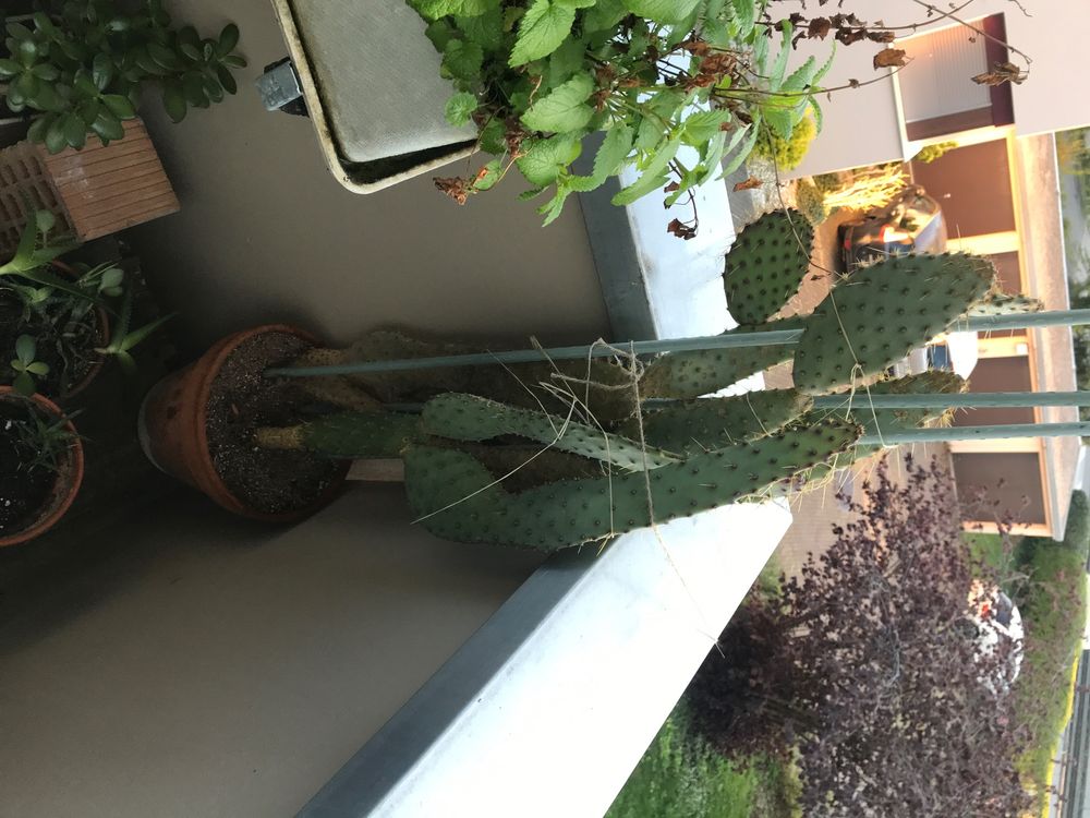 Kaktus künstlich  Kaufen auf Ricardo