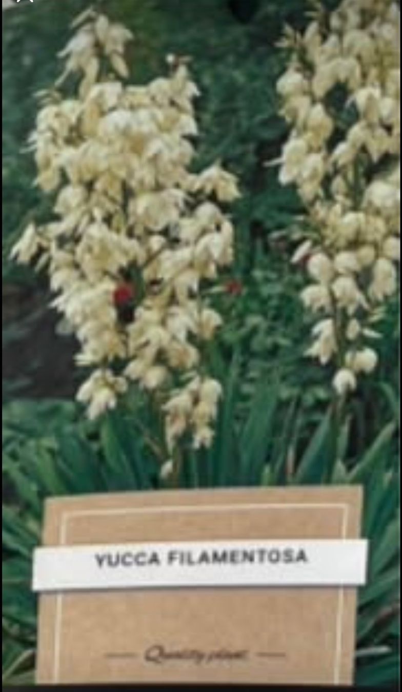 Piante & sementi: YUCCA FILAMENTOSA mit einer Blüte (ca 75 cm) – Usato da Möhlin venduto da mil_h55x 7