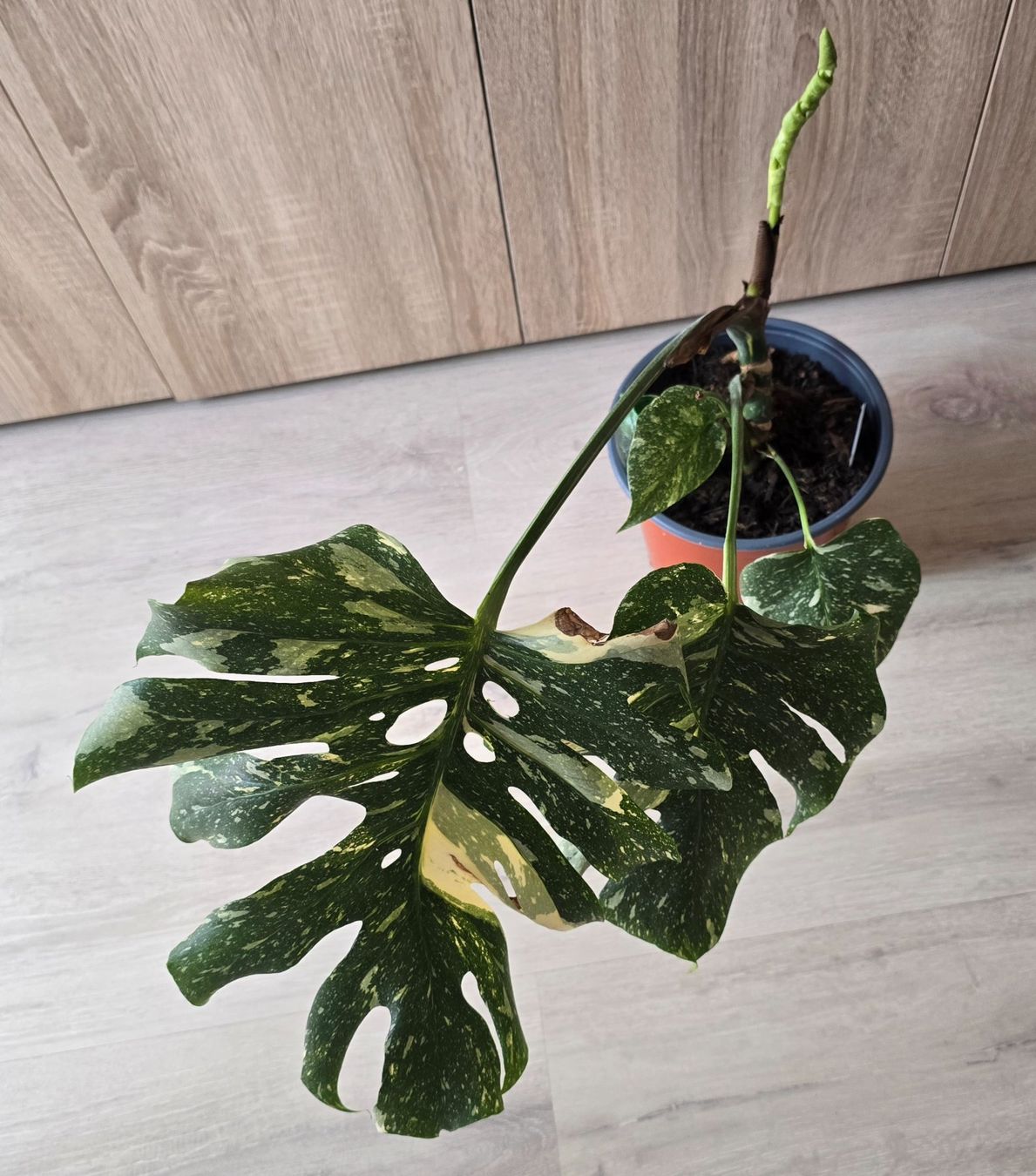 Plantes & graines: Monstera  Variegata Pflanze – D'occasion à Aarburg par Glitzerschein 2