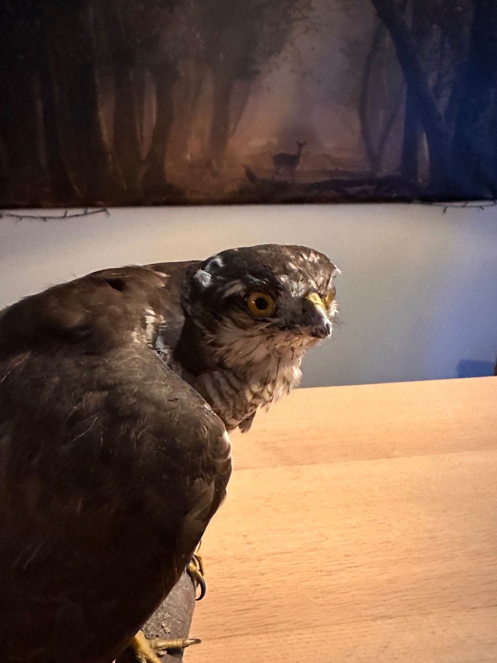 Il mondo degli animali: Präparierte Sperber – Usato da Arboldswil venduto da Rhacodactylus 3