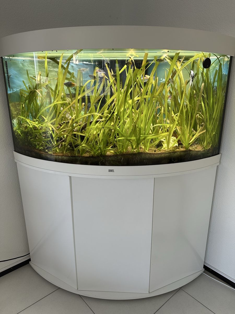 Aquarium: Aquarium Juwel Trigon 350 Liter – Gebraucht aus Gisikon von Jimmy22