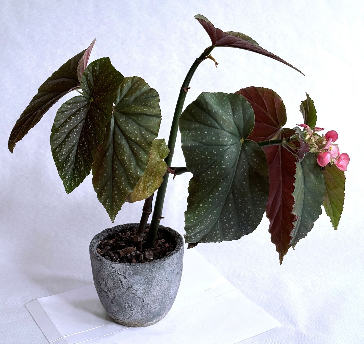 Piante & sementi: Begonia*Lucerna/Corallina***** – Nuovo (secondo la descrizione) da Dübendorf venduto da Orchid18