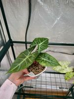🌱 Alocasia nairobi nights variegata