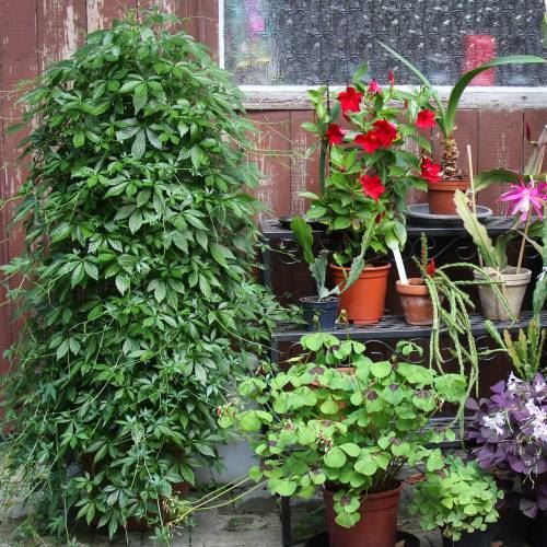 Piante & sementi: Jiaogulan  PLANTE – Nuovo (secondo la descrizione) da Bremblens venduto da FIBONACCI369