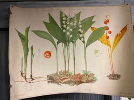 Alte Schulwandkarte Maiglöckchen, botanische Illustration