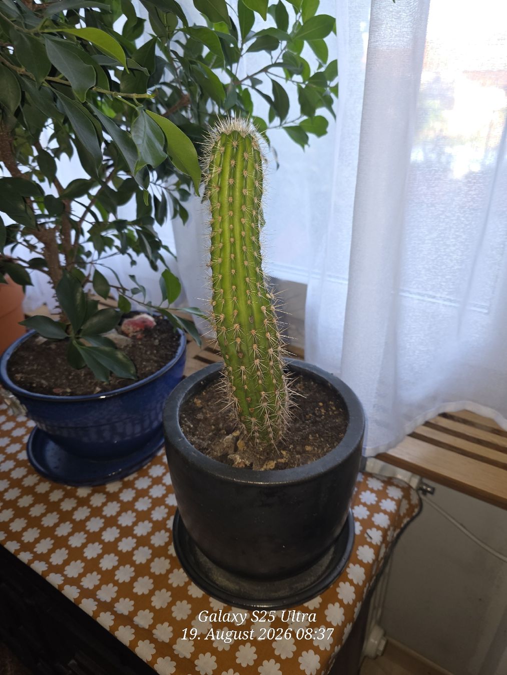 Plantes & graines: Kaktus  ca 32cm – D'occasion à Sonterswil par 1234ralf