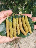 MÛRIER white Pakistan ( morus macroura ) BOUTURES