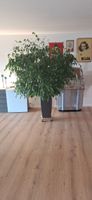 Ficus Benjamini Pflanze mit Topf