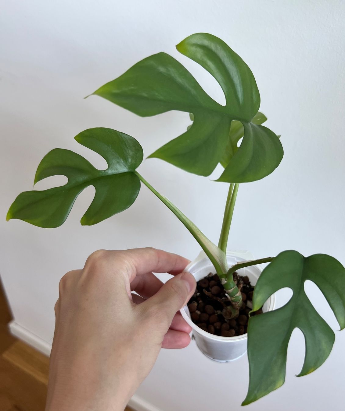 Piante & sementi: Monstera minima💚 – Usato da Glattpark(Opfikon) venduto da ste_n99y 4