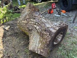 Nussbaum Stamm massiv–Gabelung, zb für Flow-/River-Table