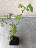 (KOPIE) Winterharte Pflanze einheimische Rose