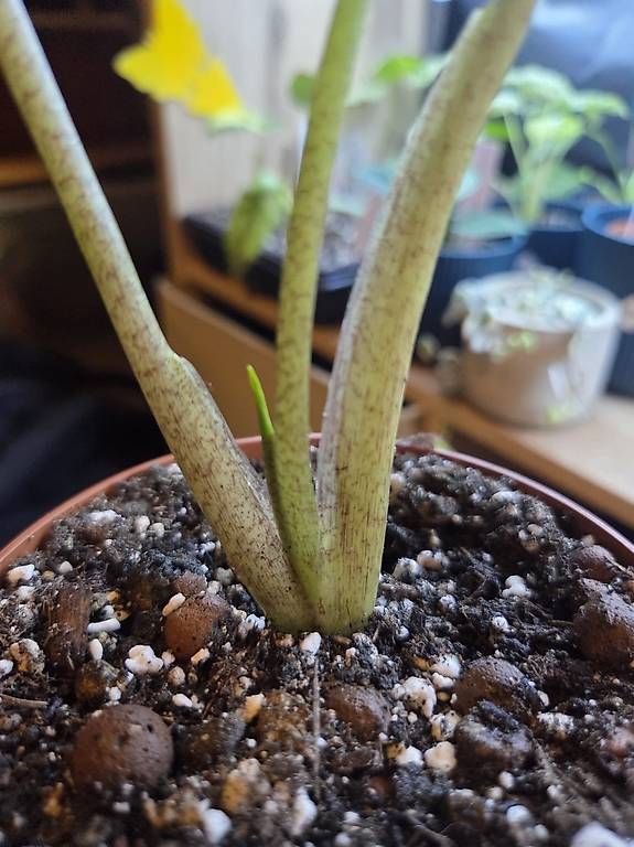 Piante & sementi: Alocasia macrorrhyzos – Nuovo e nell'imballaggio originale da Roggwil BE venduto da pau_wyh8 1