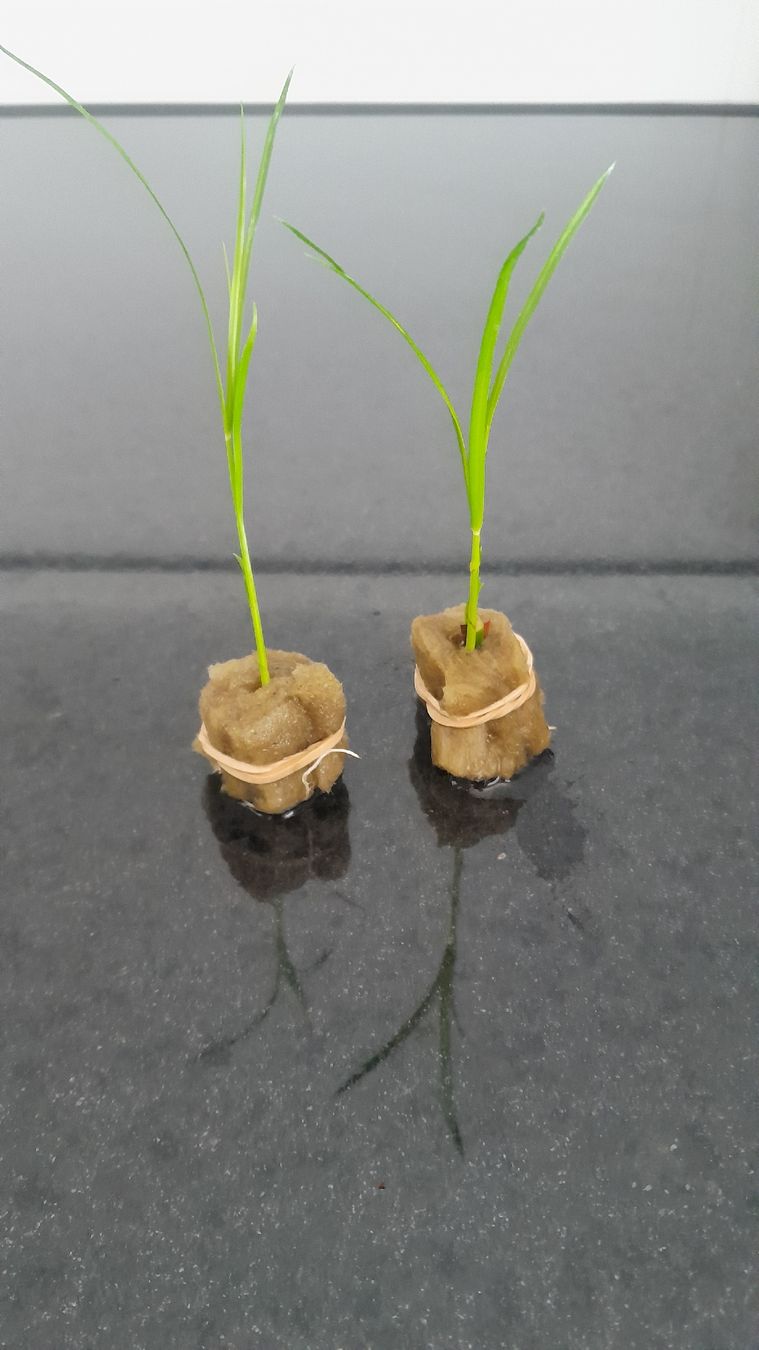 Piante & sementi: Cyperus alternifolius – Nuovo (secondo la descrizione) da Poliez-Pittet venduto da wilmout3 3