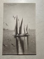 Mouettes et barques du Léman voiliers latins