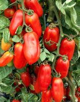 30 Samen Tomaten SAN MARZANO 2. Für Pasta Saucen