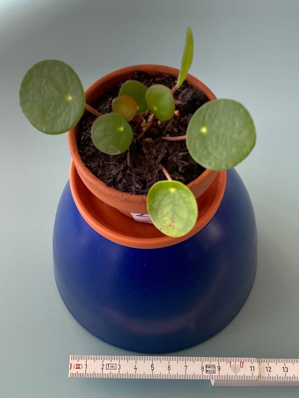 Piante & sementi: Pilea, Geldbaum/ Dollarpflanze, Baby – Nuovo (secondo la descrizione) da Zürich venduto da echt01