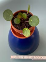 Pilea, Geldbaum/ Dollarpflanze, Baby