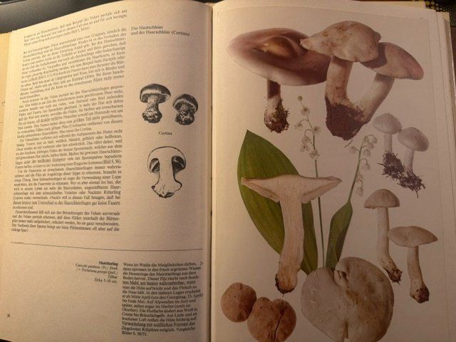 Libri: Buch über Pilze - 2 Bände – Usato da Osterfingen venduto da ducdecarignan 3