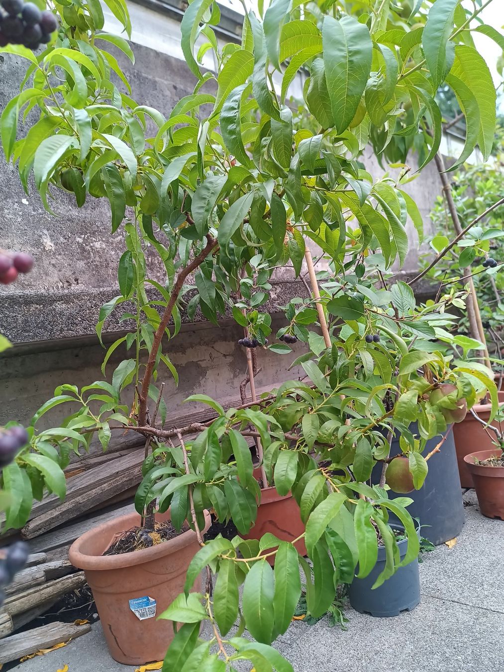 Plantes & graines: Nektarine für Balkon oder Freiland – D'occasion à Zug par SirGoldFish 4