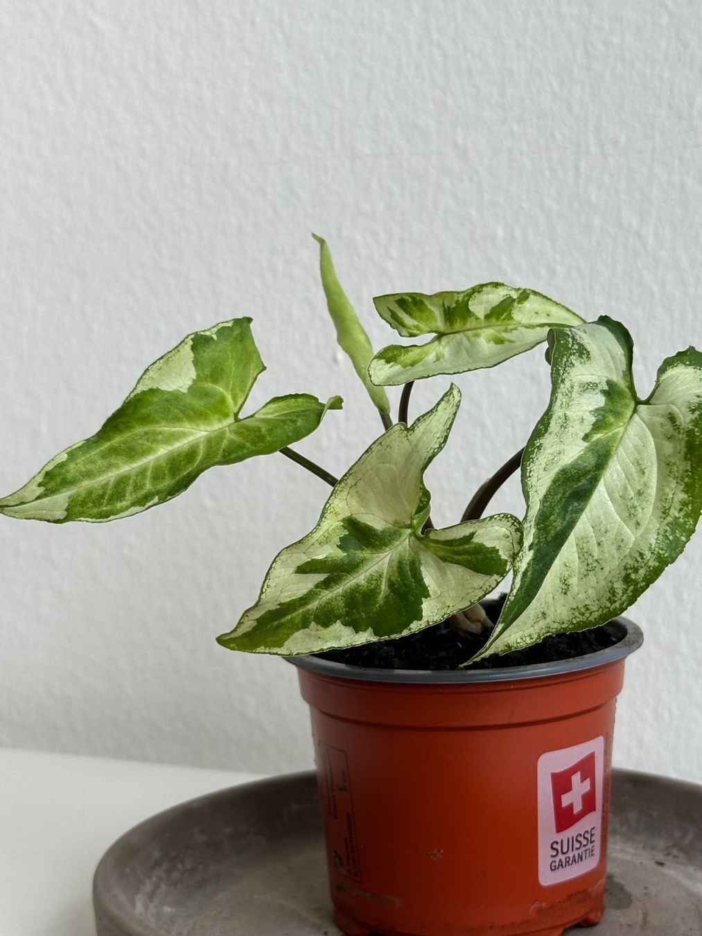 Piante & sementi: Syngonium Three Kings #2 – Usato da Zürich venduto da ong8 2