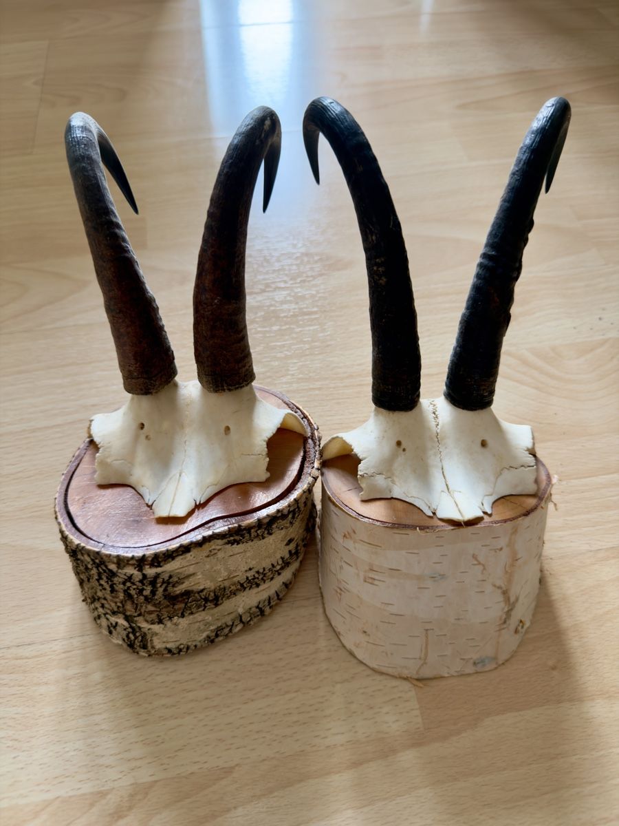 Il mondo degli animali: Walliser Gämse Schädel Trophäe auf Holzsockel – Usato da Widnau venduto da kustercarmen 7