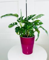 Monstera 'Monkey Leaf Monstera adansonii & ceramic cache pot