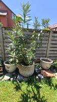 Oleander im Topf, rot bis dunkelrosa blühend