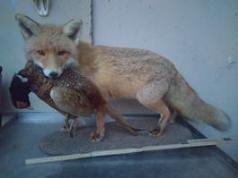 Präparierter Fuchs mit Fasan - Herbstdeko Jagdtrophäe
