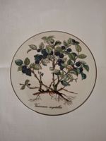 Villeroy & Boch Botanic Dose ,Top Zustand