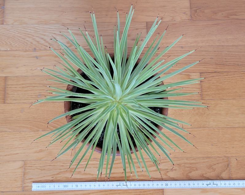 Pflanzen & Samen: Agave stricta – Neu (gemäss Beschreibung) aus Unterengstringen von orpheo13 3
