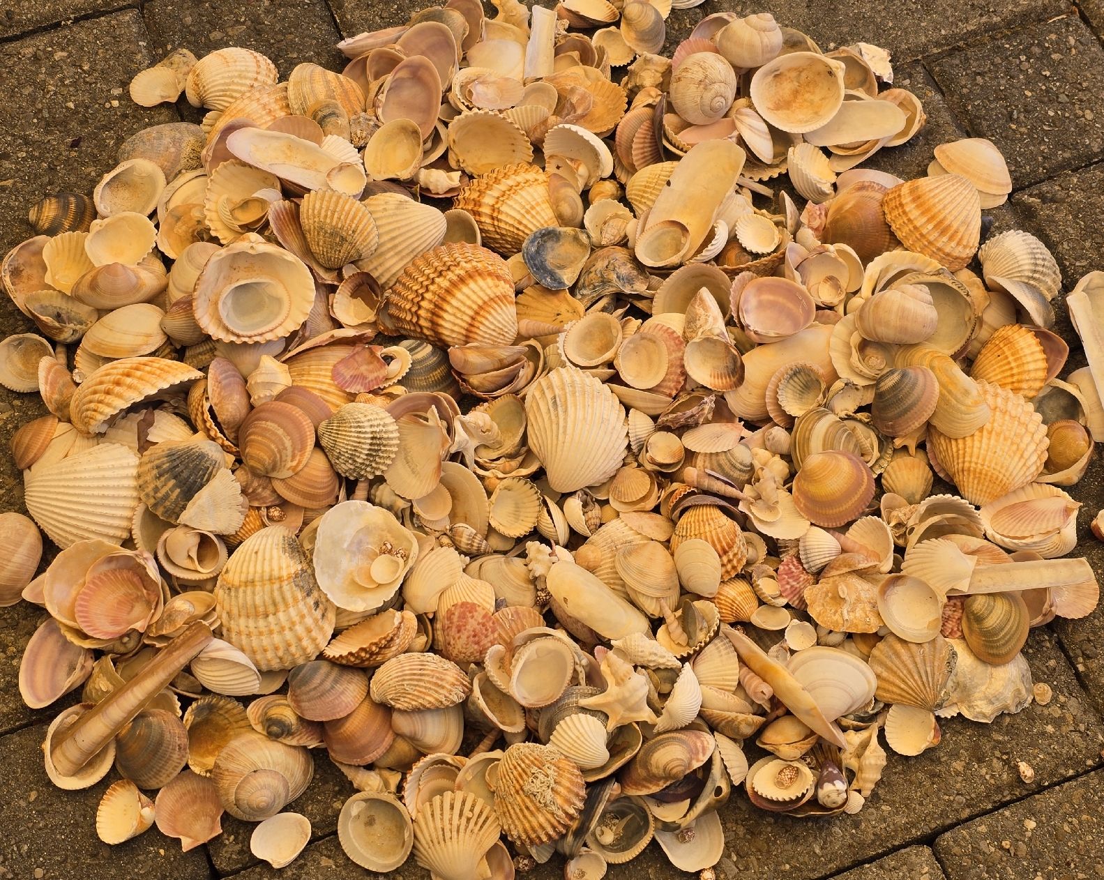 Alle Dekorationen: 3,3 Kg. Original Muscheln – Gebraucht aus Walkringen von Vanuca 3