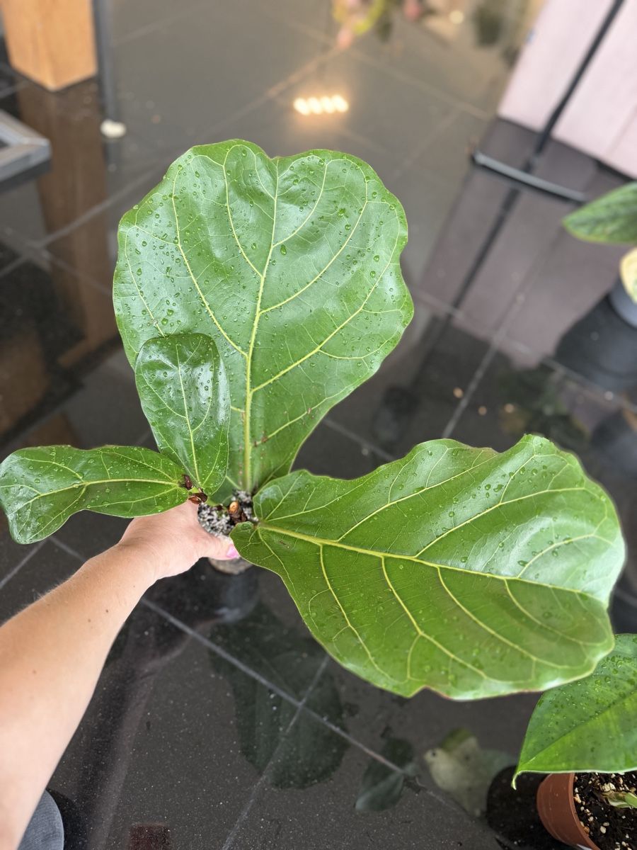 Piante & sementi: Ficus Lyrata  – Nuovo (secondo la descrizione) da Buchrain venduto da Stetoscop