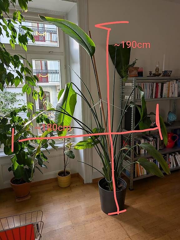 Plantes & graines: Strelitzie (Pardiesvogel Blume) – Neuf avec emballage d'origine à Luzern par benzcarb