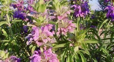 Piante & sementi: MONARDE CITRON BERGAMOTE  20g – Nuovo (secondo la descrizione) da Bremblens venduto da FIBONACCI369 3