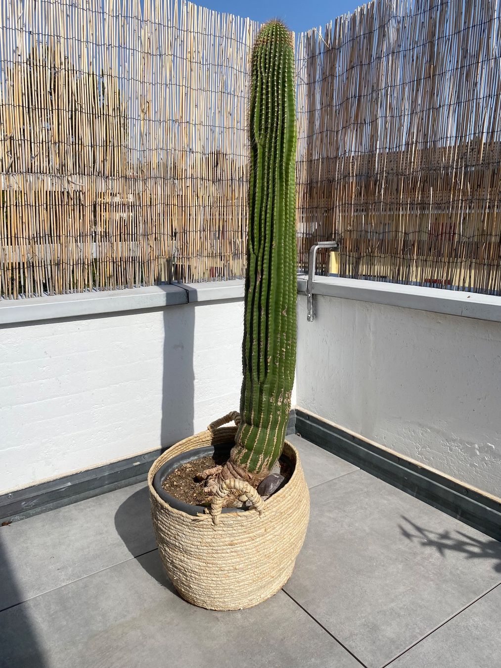 Kaktus gross 129 cm (Gebraucht) in Basel fr CHF 50  nur Abholung auf  Ricardo kaufen