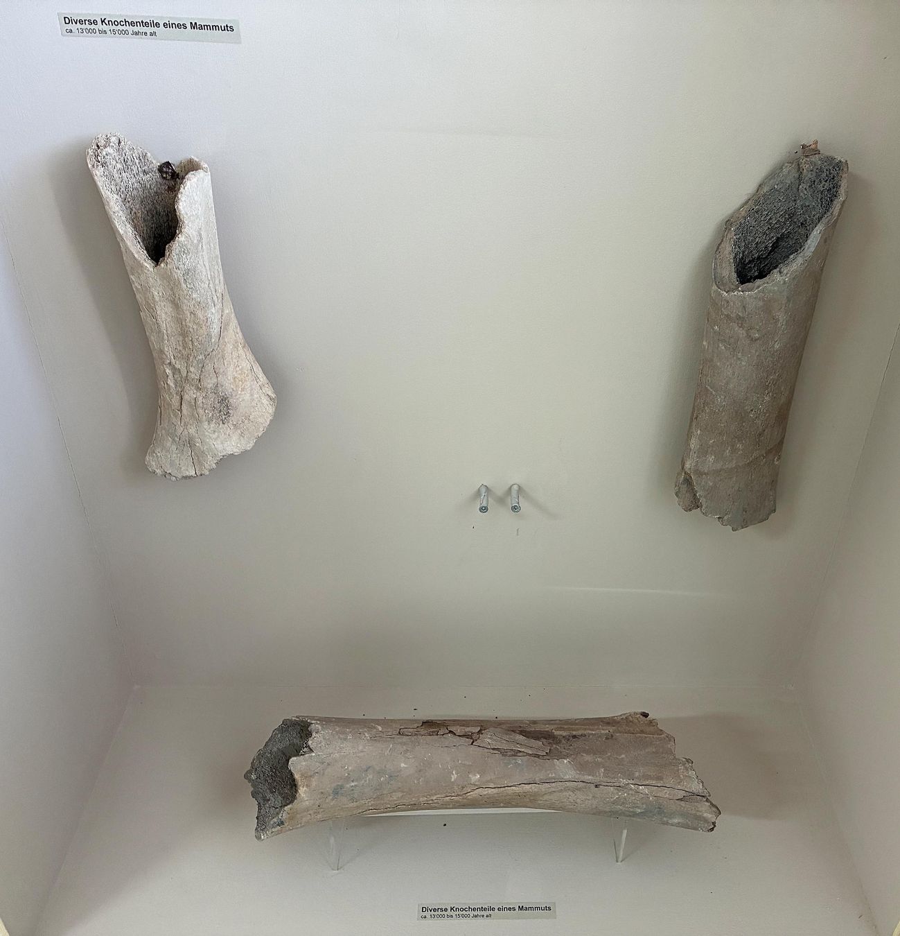 Fossiles: Diverse Mammut Knochen – D'occasion à Bäretswil par robsonantik 1