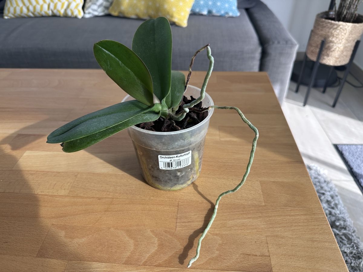 Piante & sementi: Plante orchidée Phalaenopsis – Usato da Promasens venduto da Toblerone83