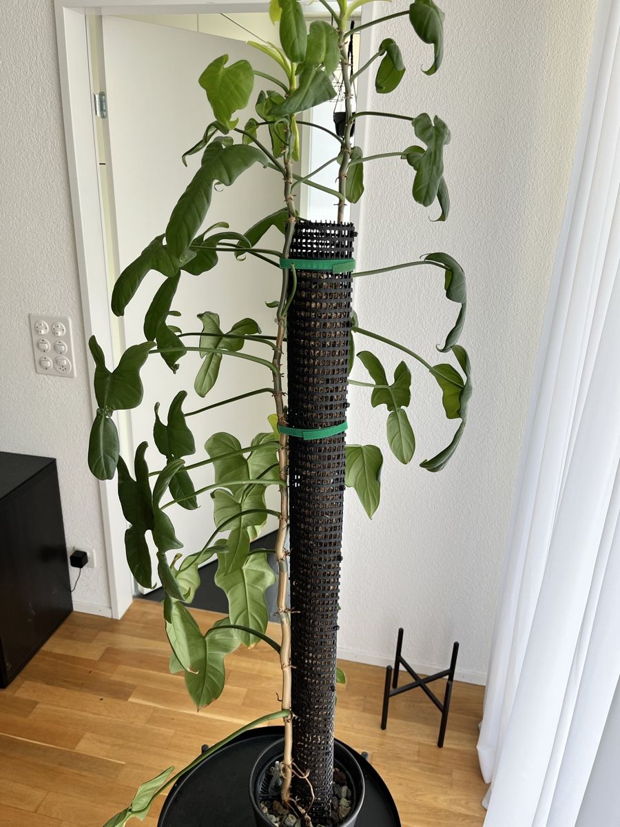 Piante & sementi:  Philodendron violin – Usato da Uster venduto da ke114 4