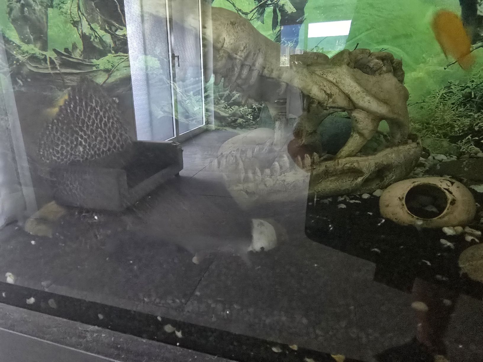 Acquari: Aquarium mit Unterschrank und Filter – Usato da Giswil venduto da cavalier04 5