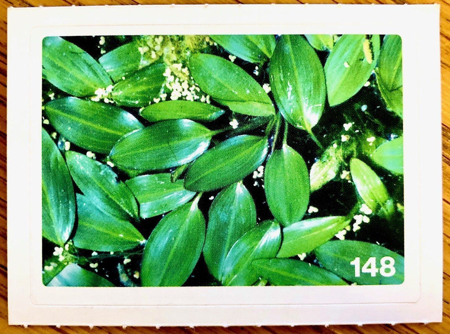 Migros Carte collezionabili: Migros Nature Detectives - Bild Nr. 148 – Nuovo (secondo la descrizione) da Oberrieden venduto da Zimmerberg10