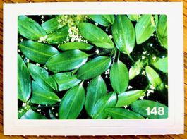 Migros Nature Detectives - Bild Nr. 148