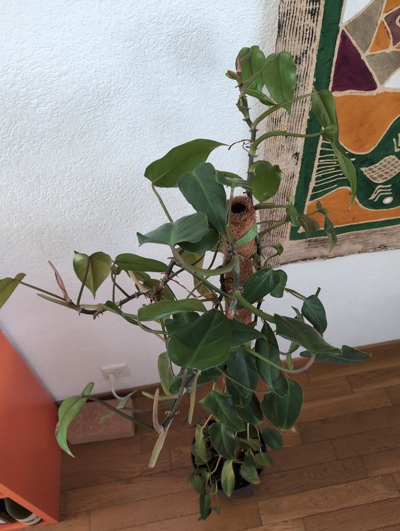 Philodendron grimpant - Belle plante mature (Gebraucht) in Pully fr CHF 15   nur Abholung auf Ricardo kaufen