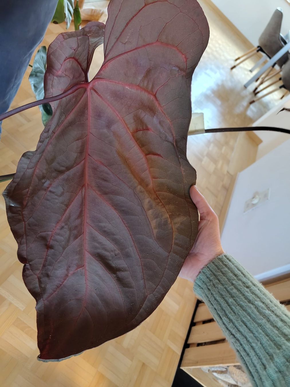 Pflanzen & Samen: Anthurium papillilaminum – Gebraucht aus Hausen AG von Pflaenzlioase 2