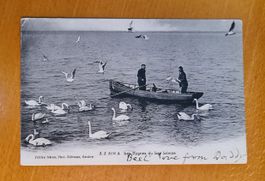 Les Cygnes du Lac Léman 1905
