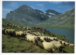 GEMMI-PASS Schäferfest beim Daubensee