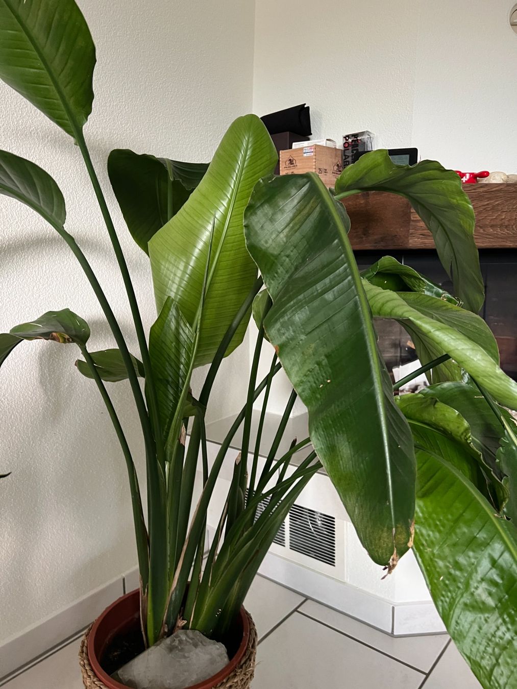 Piante & sementi: Grosse Strelitzie – Usato da Volketswil venduto da SecondHanderia