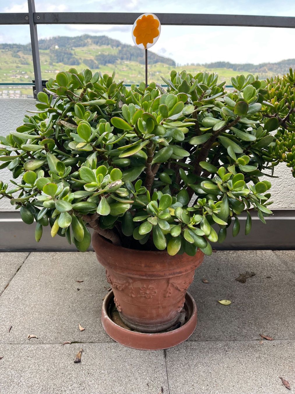 Plantes & graines: Grassula Geldbaum – D'occasion à Buochs par Fuerbi