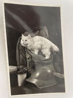 Antike Postkarte mit weisser Katze & Helm, Rarität! um 1940